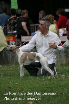 WHIPPET PRESENTE A L EXPOSITION INTERNATIONALE DE BRIVE 2008