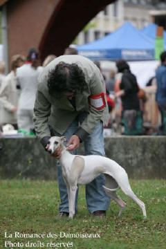 WHIPPET PRESENTE A L EXPOSITION INTERNATIONALE DE BRIVE 2008