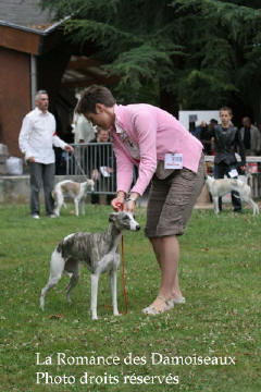 WHIPPET PRESENTE A L EXPOSITION INTERNATIONALE DE BRIVE 2008