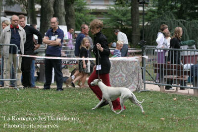 WHIPPET PRESENTE A L EXPOSITION INTERNATIONALE DE BRIVE 2008