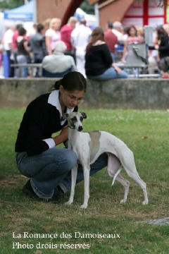 WHIPPET PRESENTE A L EXPOSITION INTERNATIONALE DE BRIVE 2008