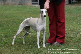 WHIPPET PRESENTE A L EXPOSITION INTERNATIONALE DE BRIVE 2008