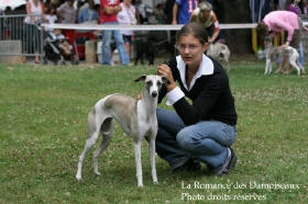 WHIPPET PRESENTE A L EXPOSITION INTERNATIONALE DE BRIVE 2008