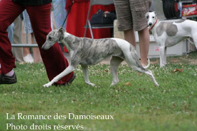 WHIPPET PRESENTE A L EXPOSITION INTERNATIONALE DE BRIVE 2008