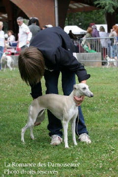 WHIPPET PRESENTE A L EXPOSITION INTERNATIONALE DE BRIVE 2008