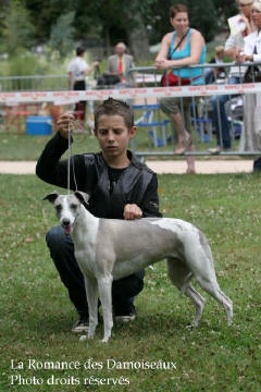 WHIPPET PRESENTE A L EXPOSITION INTERNATIONALE DE BRIVE 2008
