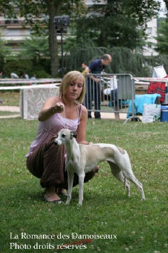 WHIPPET PRESENTE A L EXPOSITION INTERNATIONALE DE BRIVE 2008