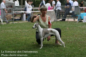 WHIPPET PRESENTE A L EXPOSITION INTERNATIONALE DE BRIVE 2008