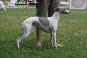 WHIPPET PRESENTE A L EXPOSITION INTERNATIONALE DE BRIVE 2008