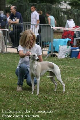WHIPPET PRESENTE A L EXPOSITION INTERNATIONALE DE BRIVE 2008