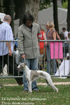 WHIPPET PRESENTE A L EXPOSITION INTERNATIONALE DE BRIVE 2008