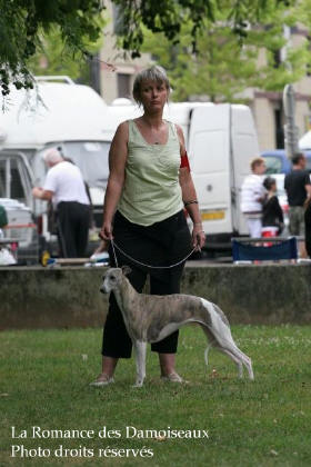 WHIPPET PRESENTE A L EXPOSITION INTERNATIONALE DE BRIVE 2008