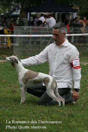 WHIPPET PRESENTE A L EXPOSITION INTERNATIONALE DE BRIVE 2008