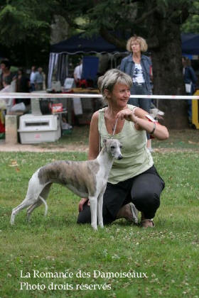 WHIPPET PRESENTE A L EXPOSITION INTERNATIONALE DE BRIVE 2008