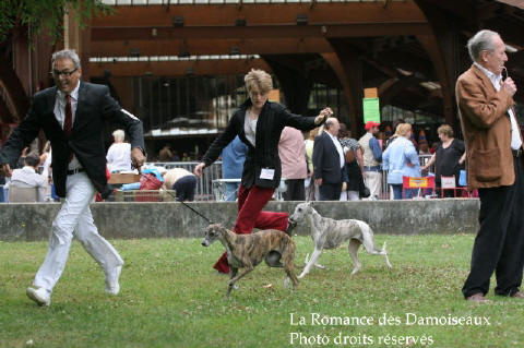 WHIPPET PRESENTE A L EXPOSITION INTERNATIONALE DE BRIVE 2008