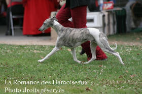 WHIPPET PRESENTE A L EXPOSITION INTERNATIONALE DE BRIVE 2008