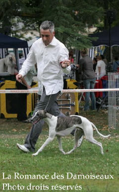 WHIPPET PRESENTE A L EXPOSITION INTERNATIONALE DE BRIVE 2008