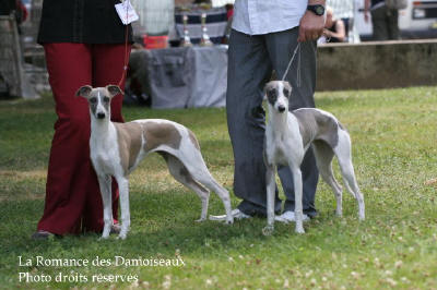 WHIPPET PRESENTE A L EXPOSITION INTERNATIONALE DE BRIVE 2008