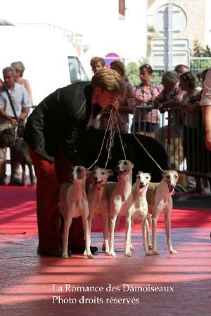 LOT ELEVAGE REPRODUCTION WHIPPET A L EXPOSITION INTERNATIONALE DE BRIVE 2008