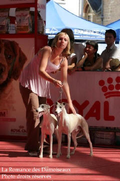COUPLE WHIPPET A L EXPOSITION INTERNATIONALE DE BRIVE 2008