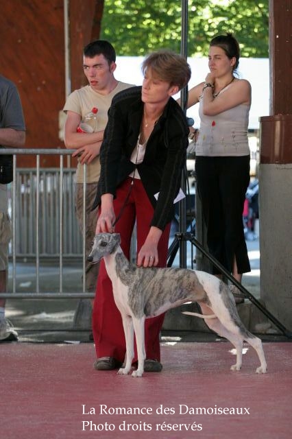 MEILLEUR DE RACE WHIPPET A L EXPOSITION INTERNATIONALE DE BRIVE 2008