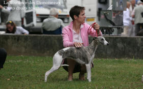 WHIPPET PRESENTE A L EXPOSITION INTERNATIONALE DE BRIVE 2008