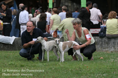 WHIPPET PRESENTE A L EXPOSITION INTERNATIONALE DE BRIVE 2008