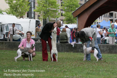 WHIPPET PRESENTE A L EXPOSITION INTERNATIONALE DE BRIVE 2008