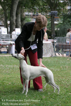 WHIPPET PRESENTE A L EXPOSITION INTERNATIONALE DE BRIVE 2008