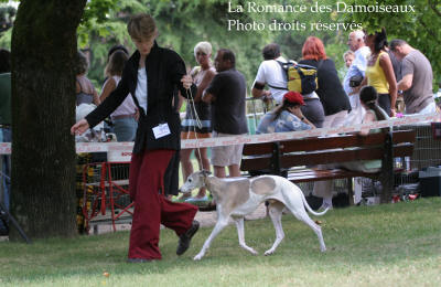 WHIPPET PRESENTE A L EXPOSITION INTERNATIONALE DE BRIVE 2008