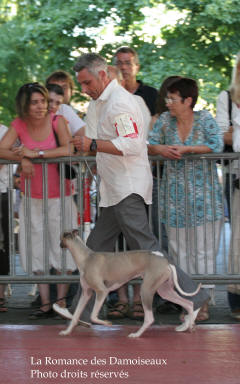  JEUNE WHIPPET A L EXPOSITION INTERNATIONALE DE BRIVE 2008