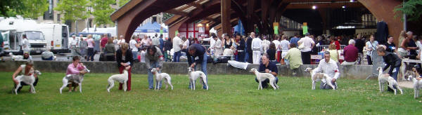 WHIPPET PRESENTE A L EXPOSITION INTERNATIONALE DE BRIVE 2008