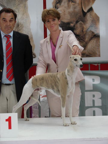 whippet best in show  brive la Gaillarde