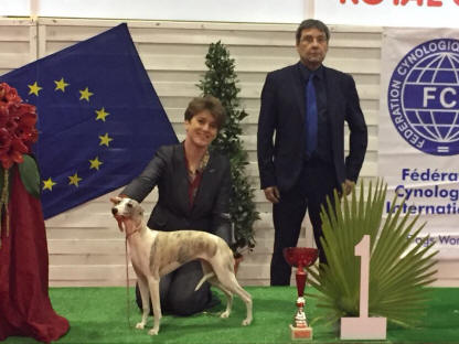 WHIPPET DE LA OMANCE DES DAMOISEAUX BEST IN SHOW TOULOUSE 2018