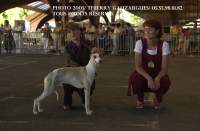 whippet Suffisant de la romance des damoiseaux