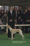 whippet Satya de la romance des damoiseaux présentée par Chloé Rouganne