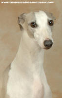 Whippet Champion de beauté: Suffisant de la romance des damoiseaux