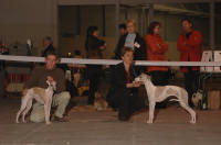WHIPPET Marseille 2005 ... la star ... c'est V�rit� !