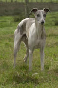 whippet Monsieur de la romance des damoiseaux