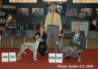 Meilleur whippet de cette sp�ciale !