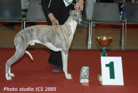 Nantes 2005 ... Sp�ciale whippet