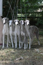 LOT D ELEVAGE DE WHIPPET BRINGE BLEUTE ET BLANC NATIONALE 2004