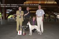 whippet Suffisant de la romance des damoiseaux, Best In Show Brive 2003