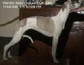 whippet Triumph de la romance des damoiseaux