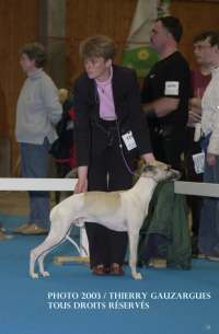 whippet Sup�rieur de la romance des damoiseaux