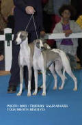 Lévrier whippet, meilleur couple à l'exposition de Chateauroux 2003