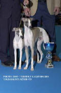 Lévrier whippet, meilleur couple à l'exposition de Chateauroux 2003
