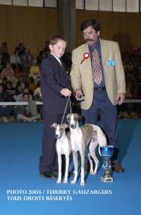 Lévrier whippet, meilleur couple à l'exposition de Chateauroux 2003