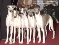 lot d'élevage les whippets de la romance des damoiseaux