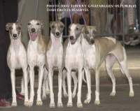Meilleur lot d'�levage, les whippets de la romance des damoiseaux